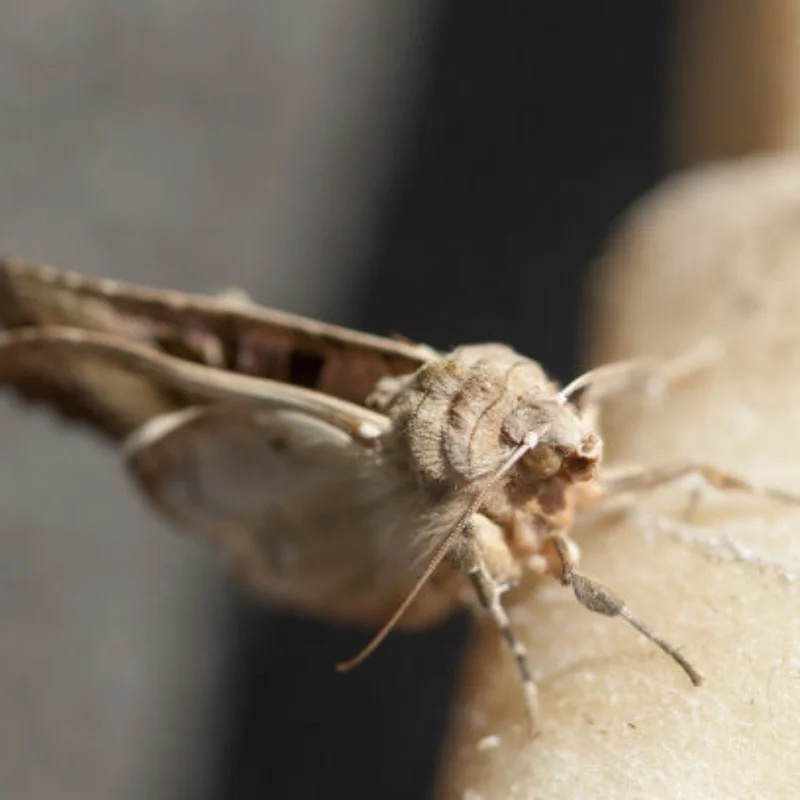 Barril de óleo de simulação de metal, barril de ferramenta, suporte de caneta para carro rastreador 1/10 1/8 Rc Trx4 Trx6 D90 Axial Scx10 90046