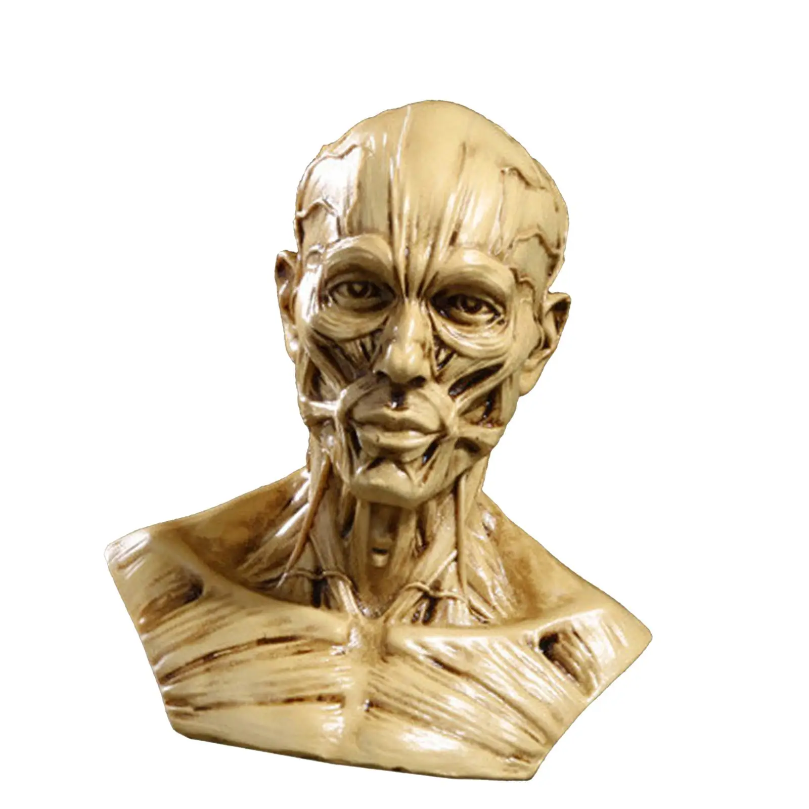 Human Model Crafts Anatomy Skull Head Muscle Bone for Medical Teaching, Artist Drawing, Display Collection