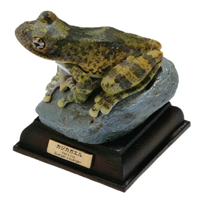 Genuino Ikimon Amphibian Toad Edición Especial Gashapon - Amphibian Verde, Platycodon Amphibian, Sailfish Amphibian Pantalla 3D