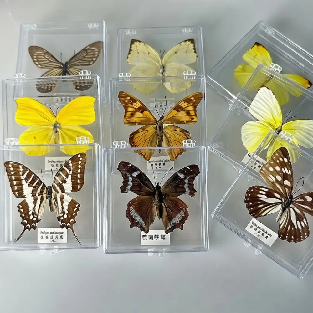 Natural Butterfly Specimen Display Case DIY Craft Kit Educational Science Biology Project Decorative Home Gift Idea