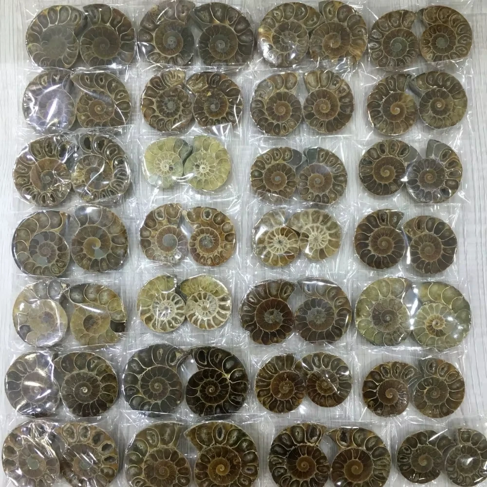 Amazing Ammonite Shell Reiki Crystal Healing Jewelry for Chakra Balancing And Energy Healing Purposes