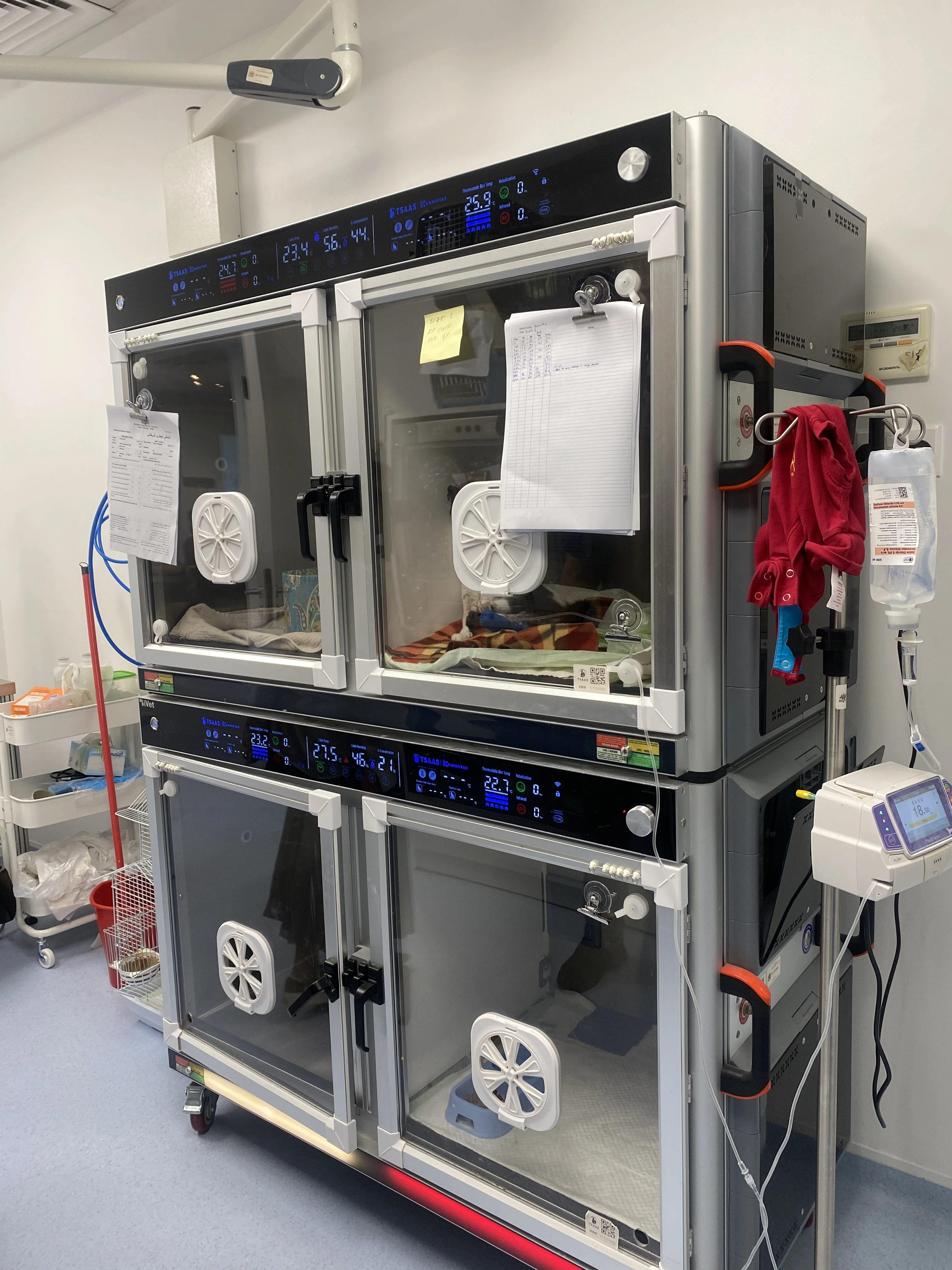 Incubadora Automática para Mas - Animal Incubator Veterinary reseña y precio