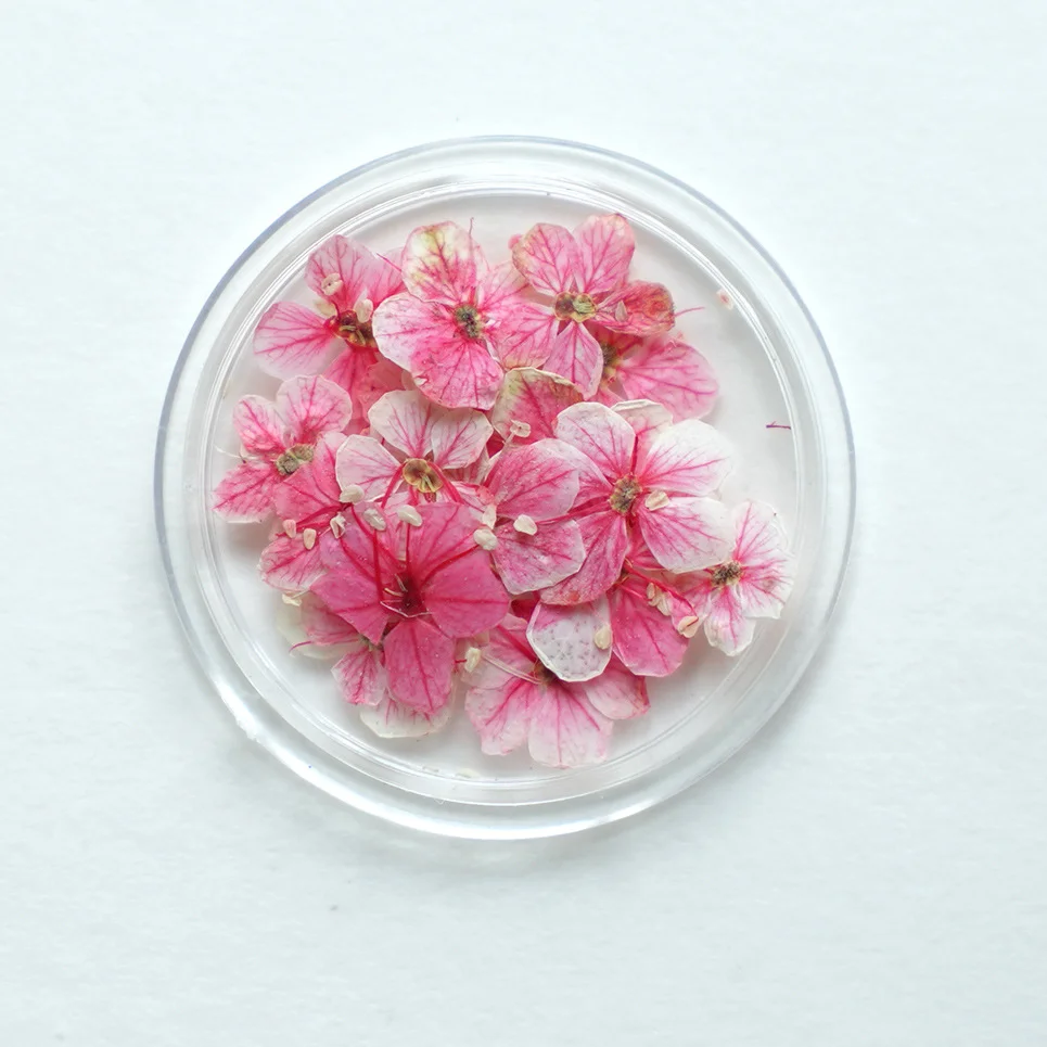 20 Peças de Flores Secas Natur - Dried Flower Bulk avaliação e preço