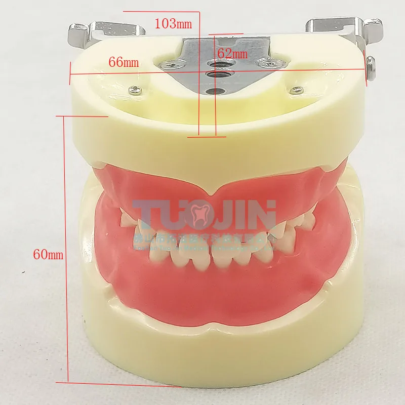 

Child Dental Model Typodont Kids 24 Teeth Model For Dental Technician Practice Training Studying Teaching Children Jaw Models