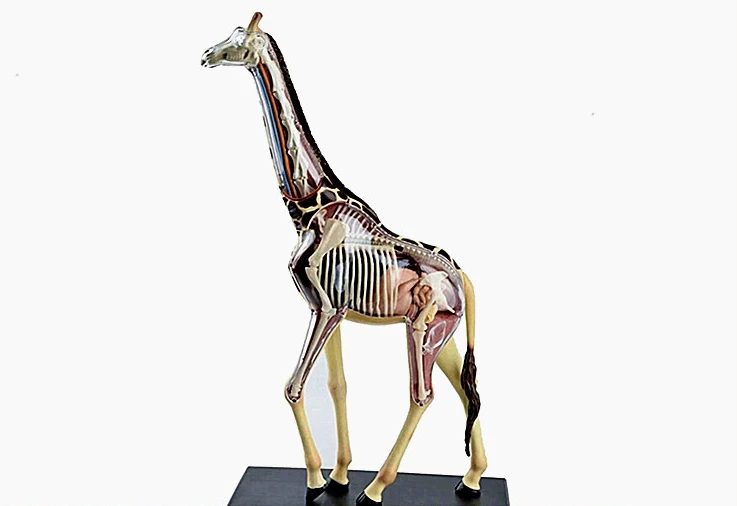 Puzzle construction toys, simulated animal creatures, giraffe organ anatomy model, medical teaching