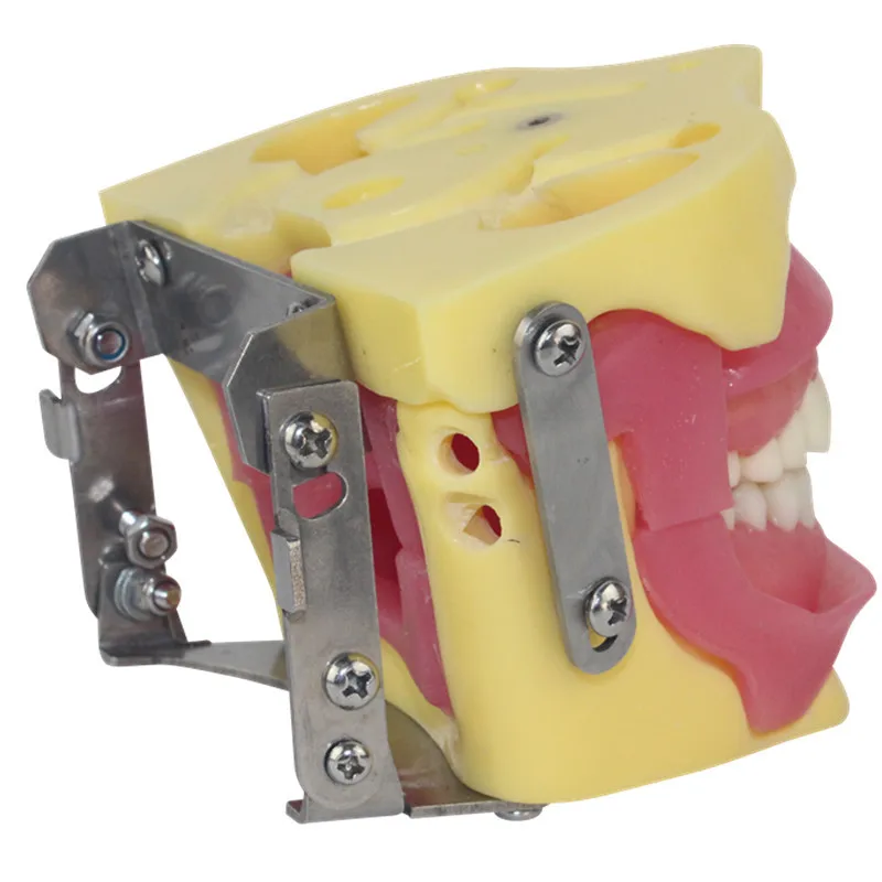 Dental Model Teaching Anesthesia Tooth Extraction Model PVC Material Yellow Powder School Use