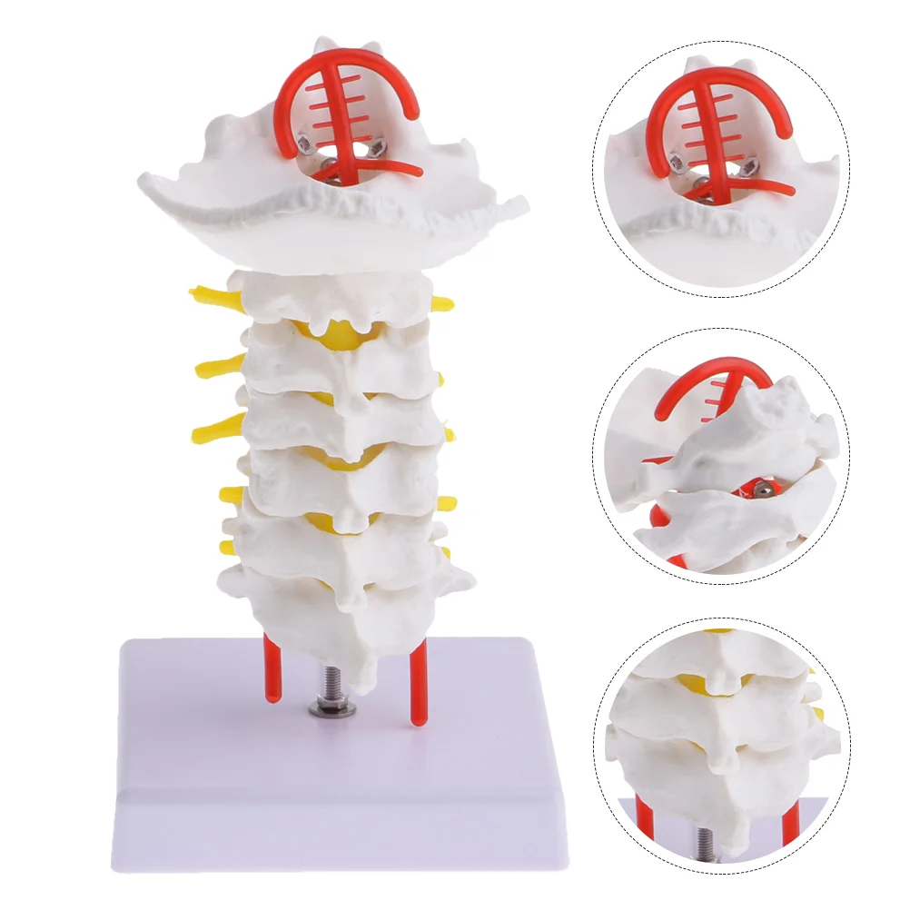 Cervical Spine with Carotid Artery Medical Model Aldult Human Body Pvc Posterior Teaching Prop