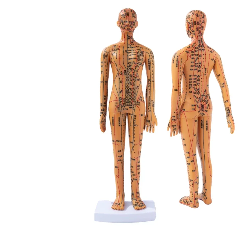 Female Male Acupuncture Model 35cm with Chinese Points & Base PVC Human Body Acupuncture Model Acupuncture Point Model DIY