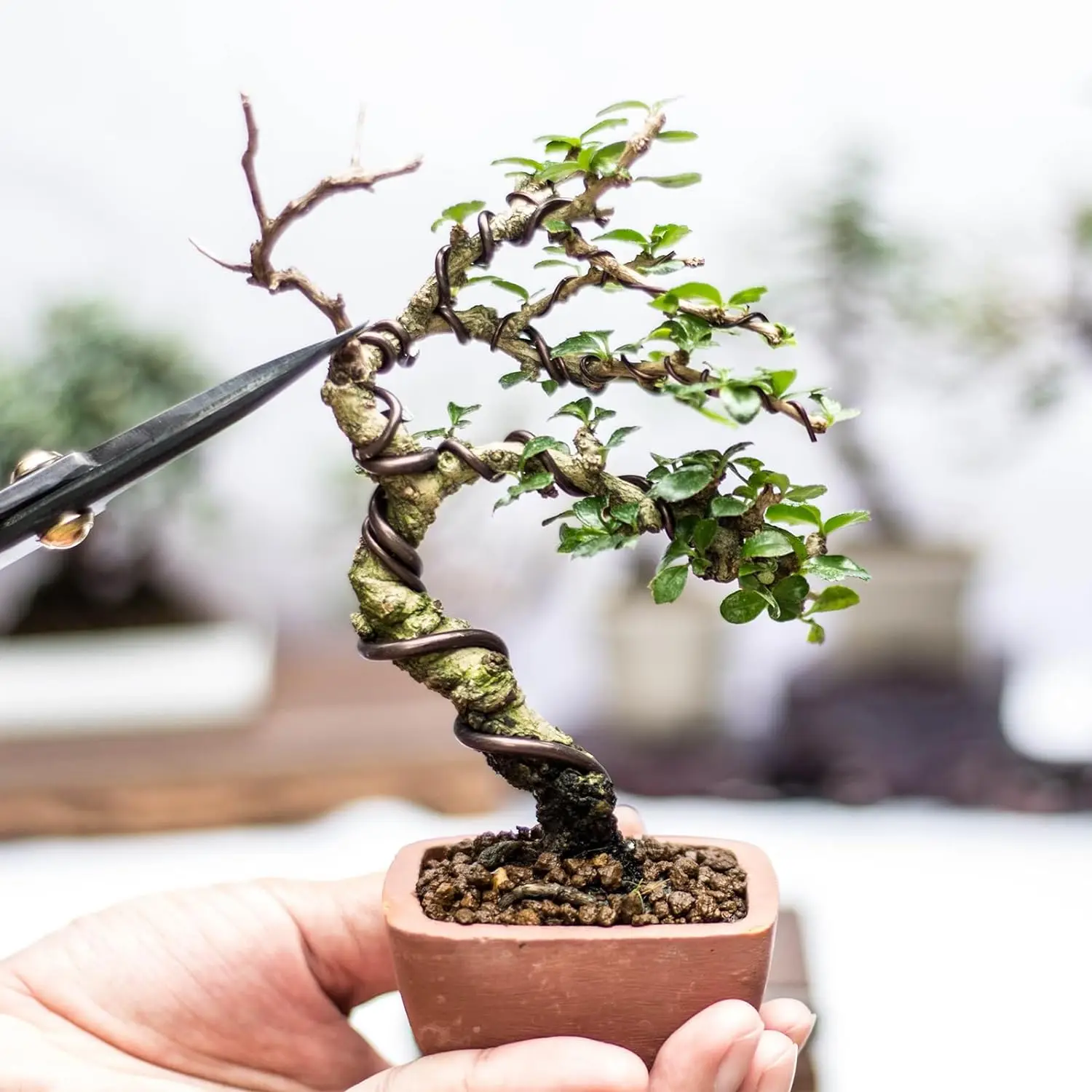 5m drut do bonsai wsparcie roślin anodyzowany aluminiowy drut treningowy do bonsai do kształtowania roślin akcesoria ogrodowe 1/1.5/2/2.5/3mm