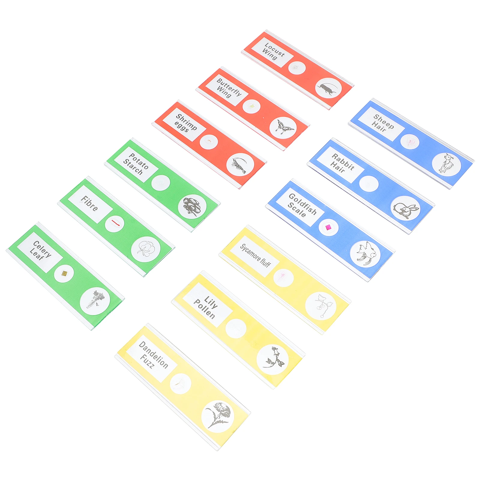 

36pcs Bioslides Plant Animal Specimens Prepared Microscope Slides Kids Education Safe Plastic Smooth Edge Observation Tools