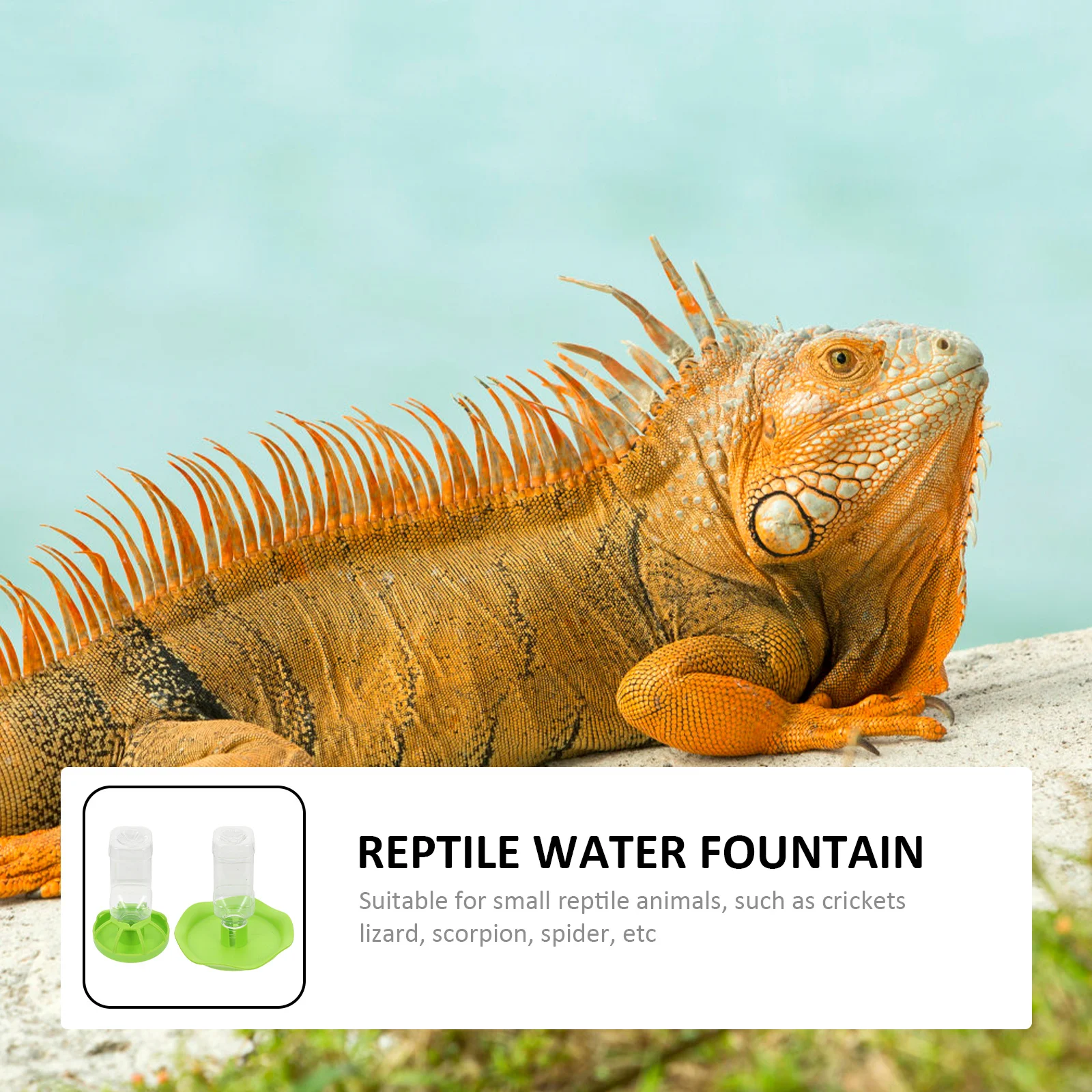 

2 set Reptile Water Feeders For Land Turtles Pet Food Bowls Smooth Easy Clean Feeding Dish Lizard Water Basin Reptile Supplies