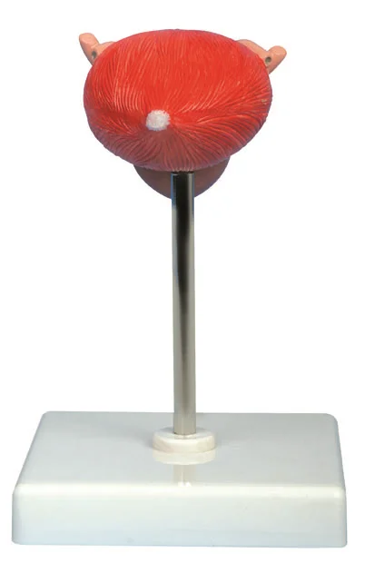

Bladder Anatomical Model Medical Science Urinary Bladders Simulator Study Teaching Aids for Medicine College Biology and Hospita