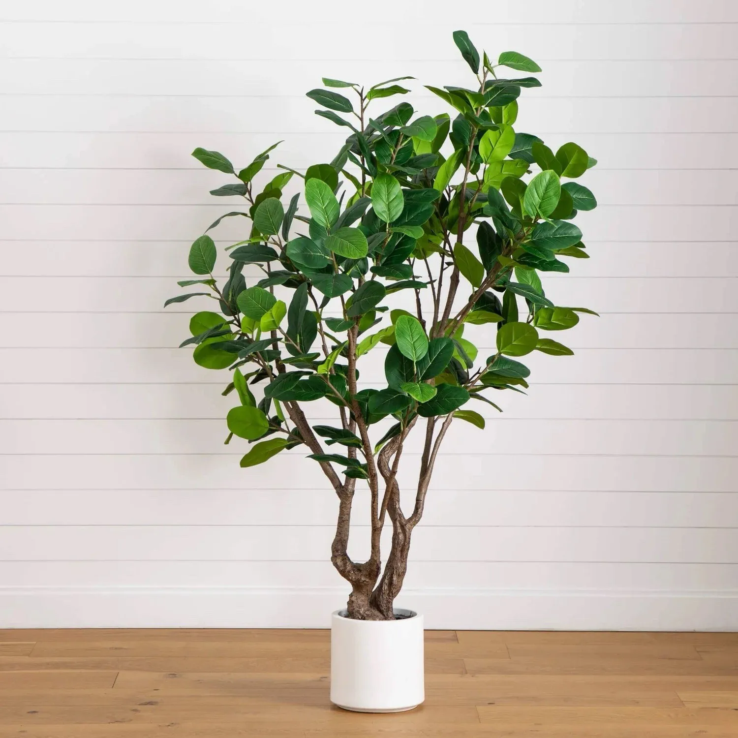 

6’ Artificial Grand Audrey Ficus Leaf Tree in White Planter.