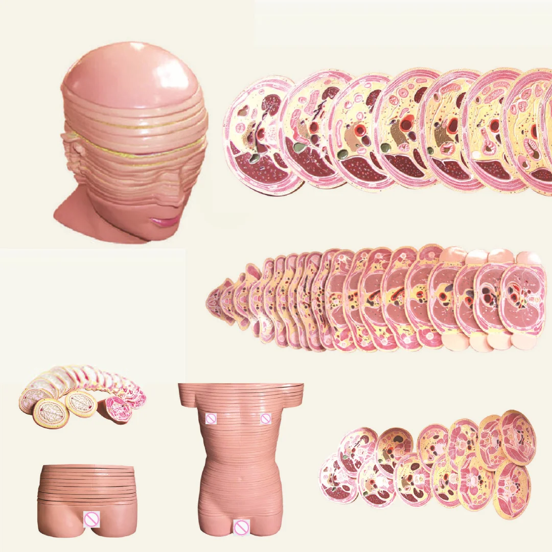 نموذج تشريح العلوم الطبية - محاكي تشريح التوموغرافي للذكور والإناث لطبقة أفقية من سيرفيكس وصندوق الرأس