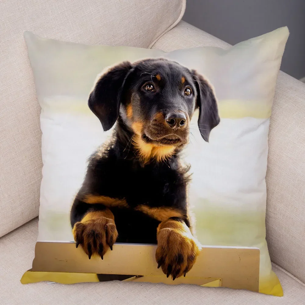 Fotografia 7: Mini capa de almofada de cachorro dachshund com estampa de pelúcia curta para decoração de sala de estar capa de almofada decorativa