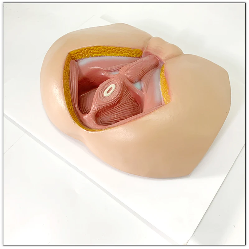 Male Perineum Model Perineal Area Pelvic Blood Vessels Muscles Genitalia and Anus Anatomical Model Educational Tool