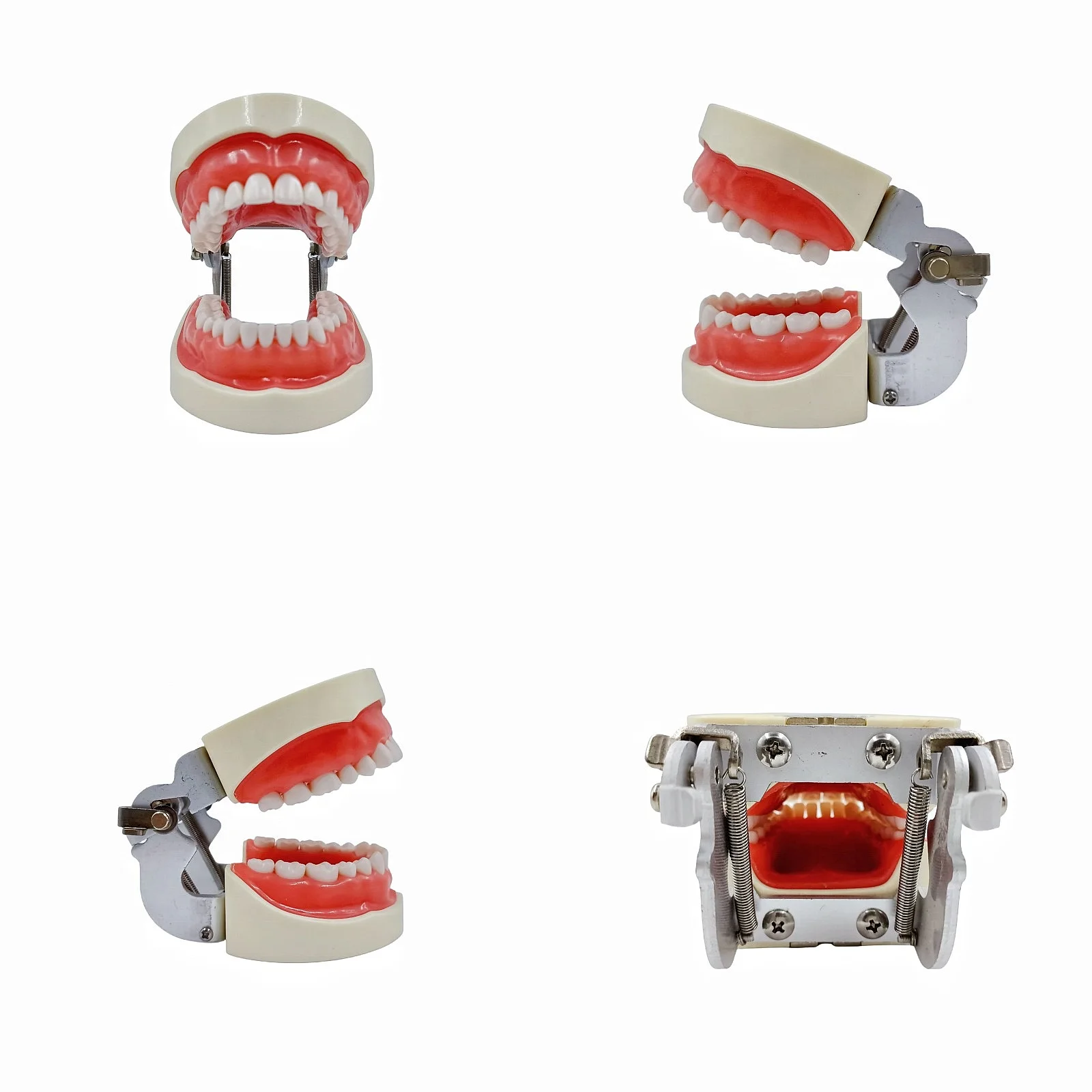 32 Teeth Removable Resins Dentals Implants Model Manual Oral Training Tool
