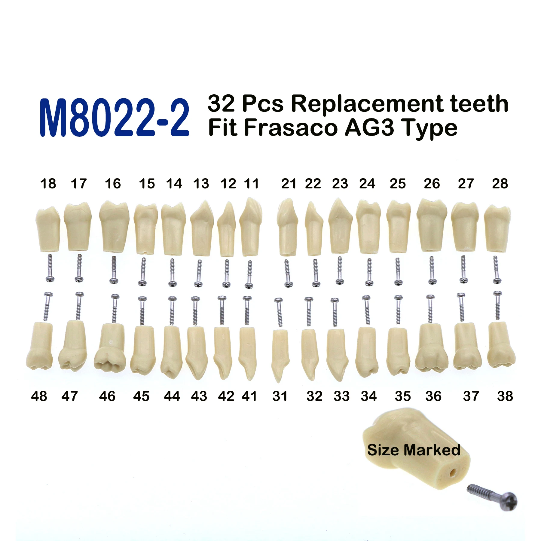 Frasaco-AG3 Typodont Fit Dental, Screw-in, Prática, Enchimento, Goma Macia, Goma Dentes Modelo, M8014-2-1, Dentes de Substituição, 32pcs