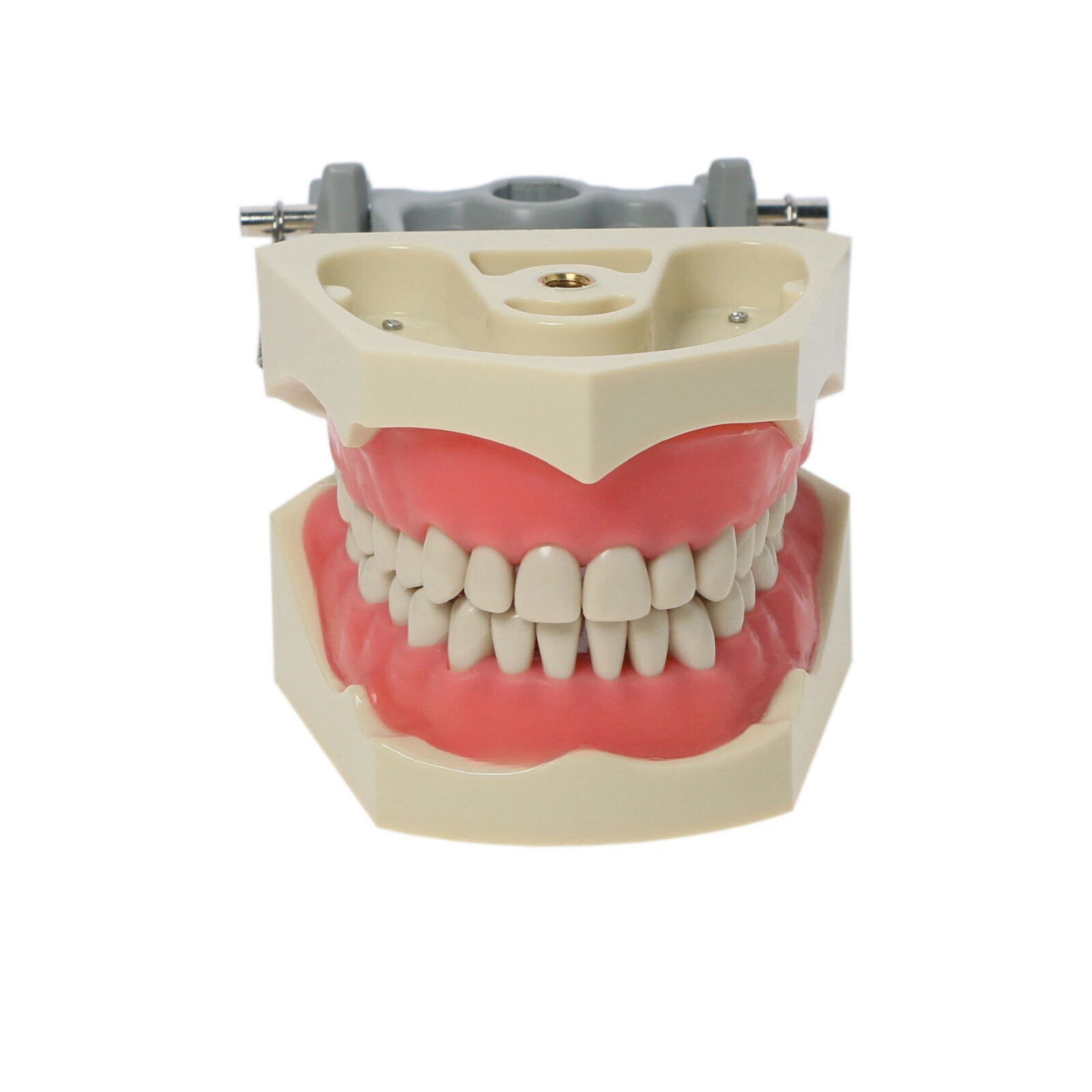 Dental Typodont Model Columbia Dentoform 860Type With 32pcs Removable Teeth