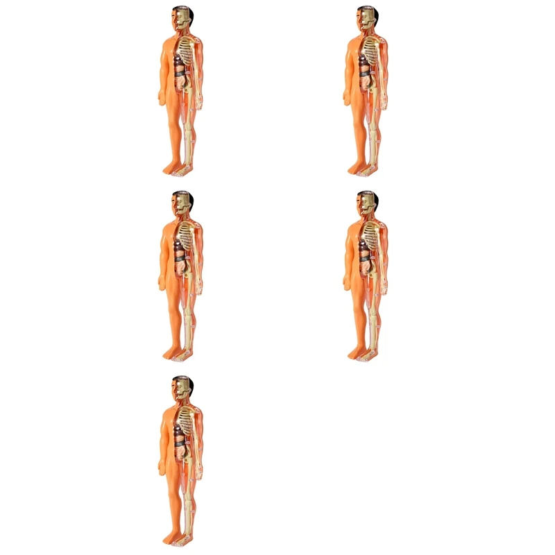 5X 3D Human Body Anatomy Model Children Plastic DIY Skeleton Toy Science Early Learning Aids Educational Toys