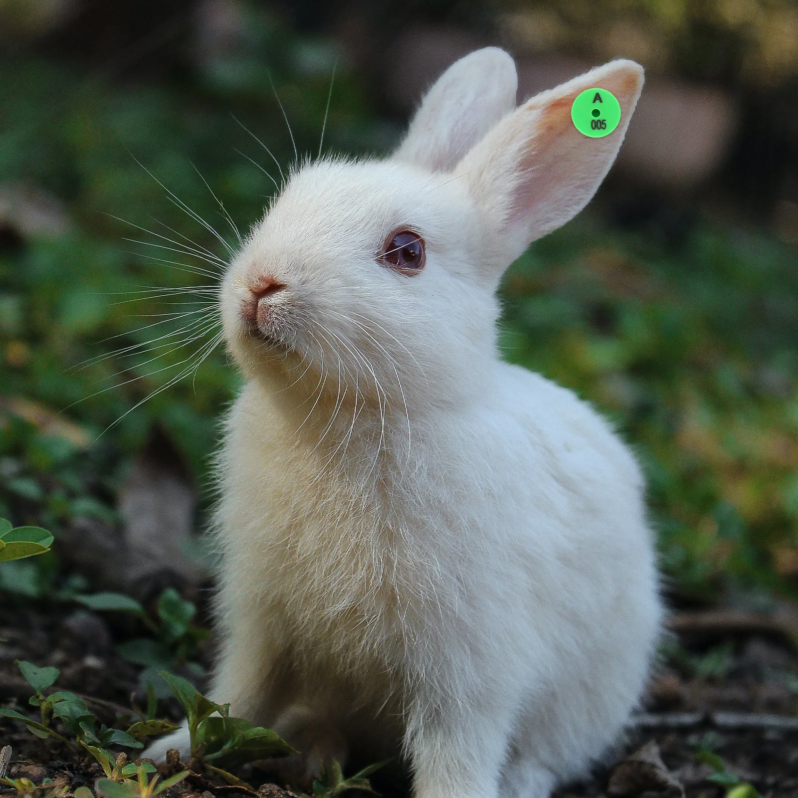 100Pcs Durable Rabbit Ear Tags Number Identification for Animal Tracking Farm Marking Supplies Rabbit Ear Tags