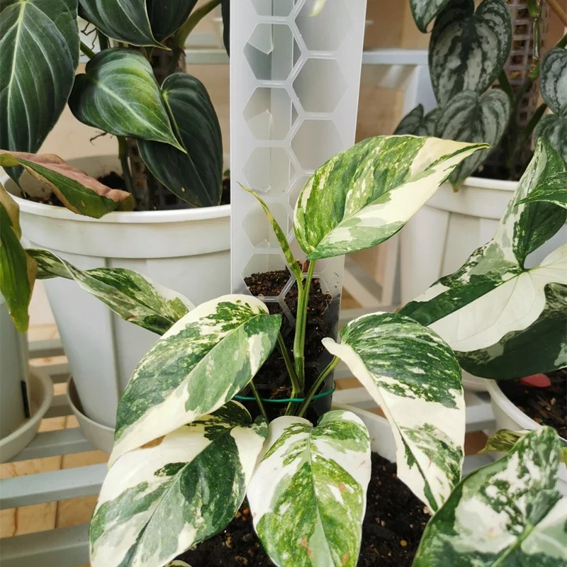 white leaf monstera Monstera White Monster – Prop & Grow Plant Shop