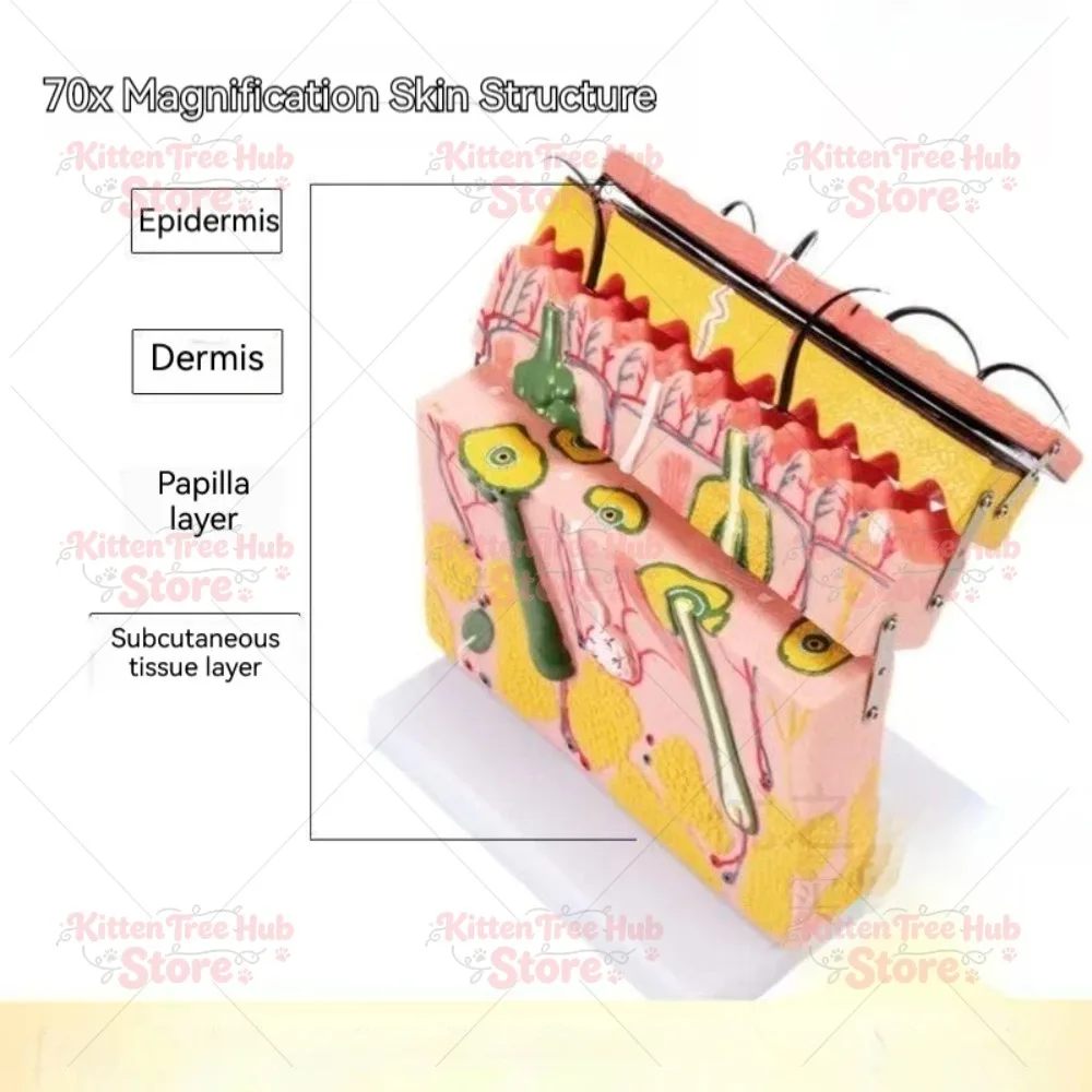 Human Skin Tissue Model 70X Magnification Anatomy Educational Display Hair Follicle Layer Structure for Biology Classroom Lab