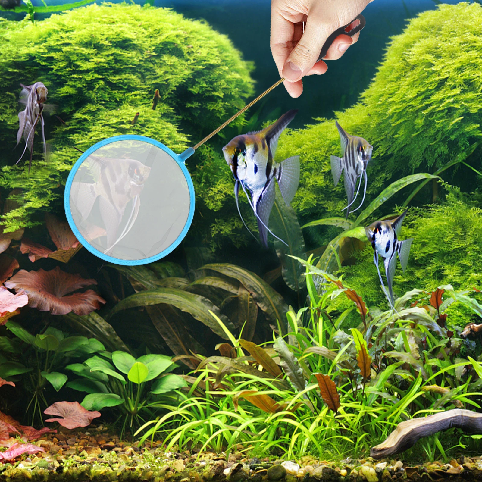 

DIY Fishing Net Set Plastic Mini Hatchery Tool Shrimp Egg Laying Ultra Long Air Pipe Fish Tanks Aquariums Child Use Easy