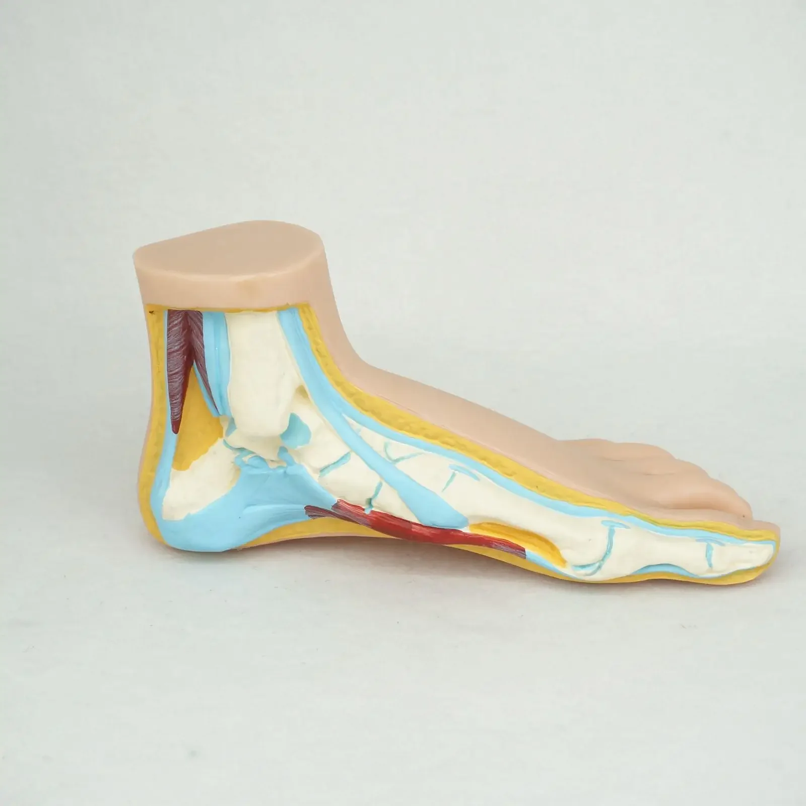 PVC Normal Human Foot Platypodia Bow Foot Anatomy Model Muscle Vascular Teaching 1:1