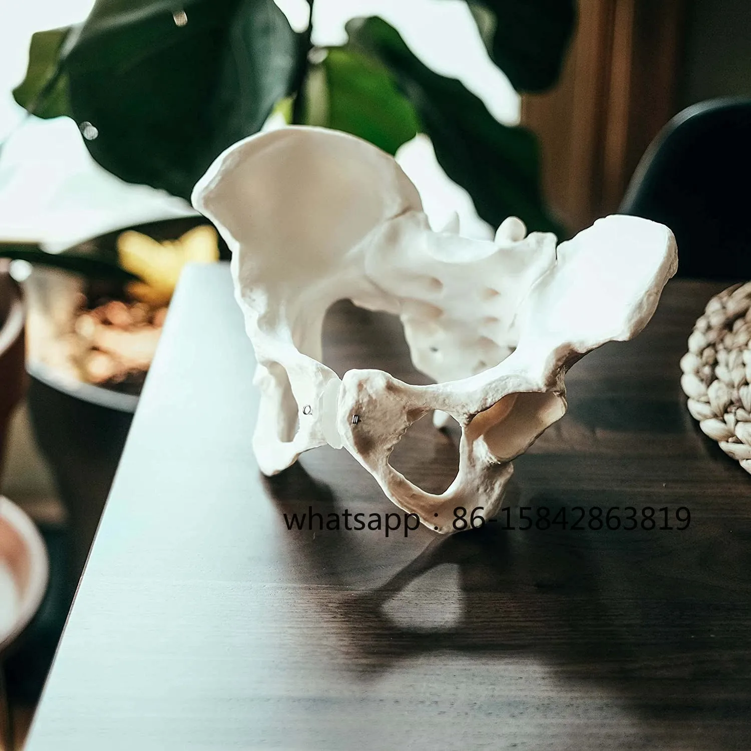 A52TLife Size Female Pelvis Model, Hip Model - Female Anatomy Model, Hip Bone Pelvic Model Female Anatomical Model