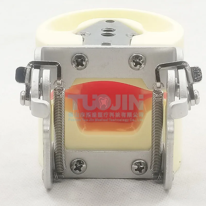 

Dental Kid Teeth Model Teaching Typodont 24 Teeth With Screwdriver