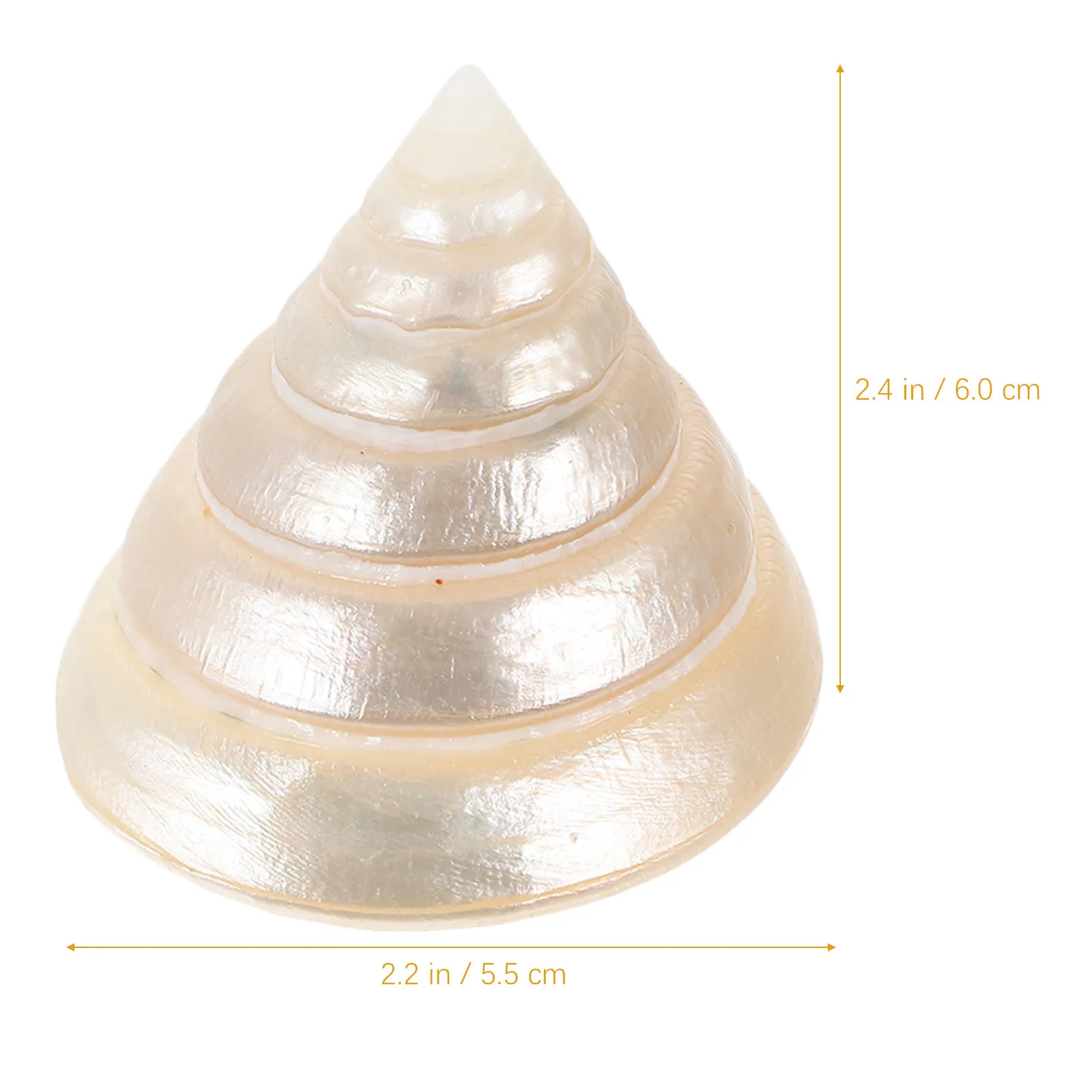 Natural Shell Decorative Conch Night Glow Ornament Small Portable Indoor Desktop Shell Decoration Fish Tank Aquarium Craft