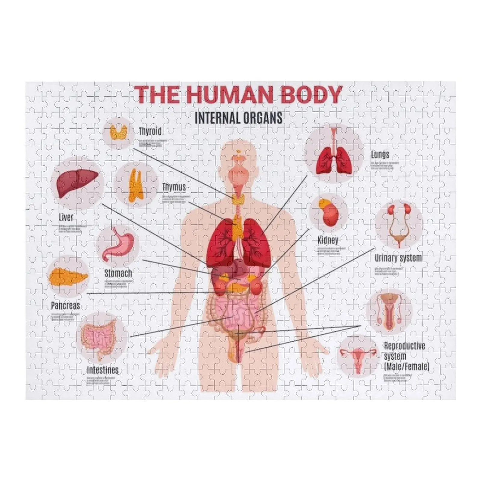 

Внутренние органы человеческого тела, головоломка, индивидуальные игрушки для детей, индивидуальное имя, таможенное имя с фотопазлом