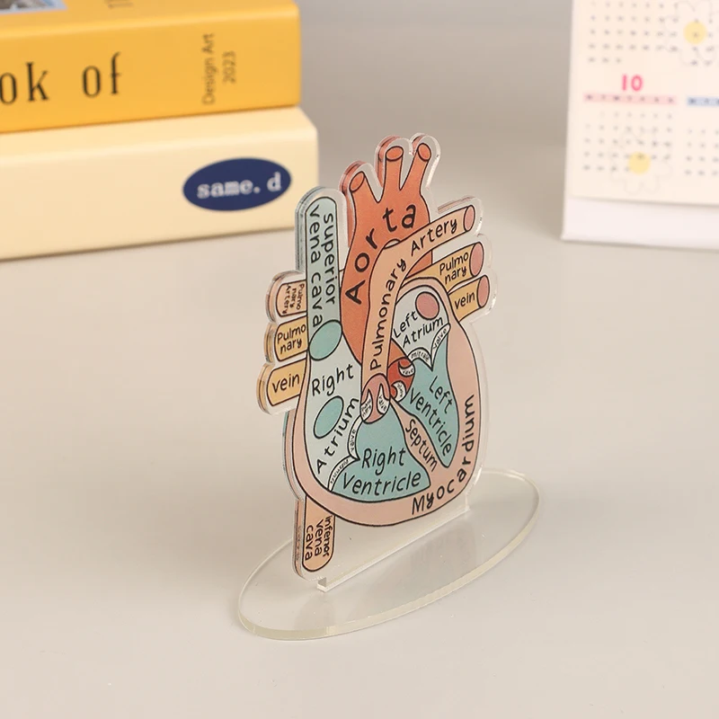 2D Acrylic Heart Anatomy Model - Perfect Educational Tool for Medical and Home Offices