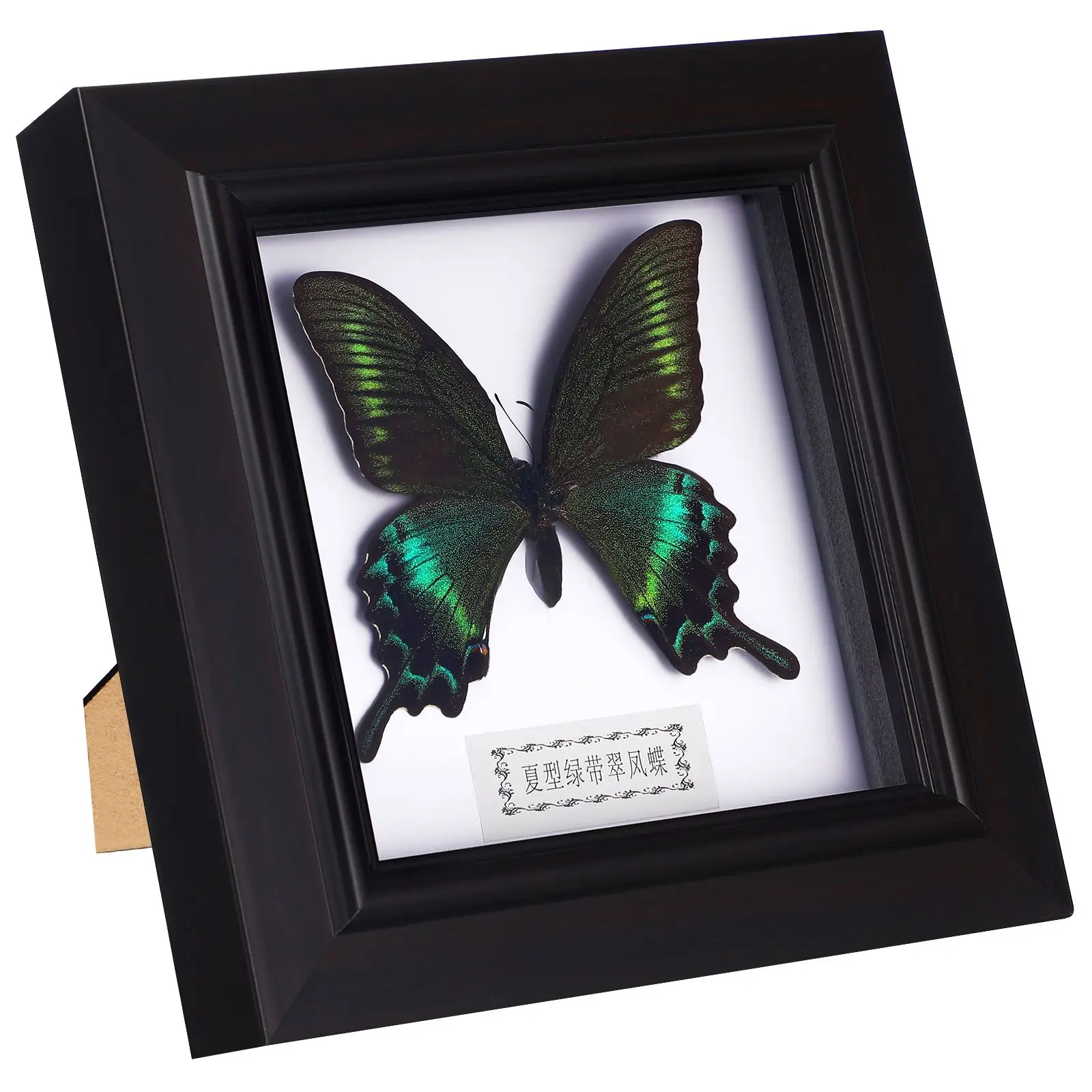 Schmetterling Proben Display Rahmen Home Decoration Display Sammlerstücke Boxed Foto rahmen Home Office Probe Anhänger neu