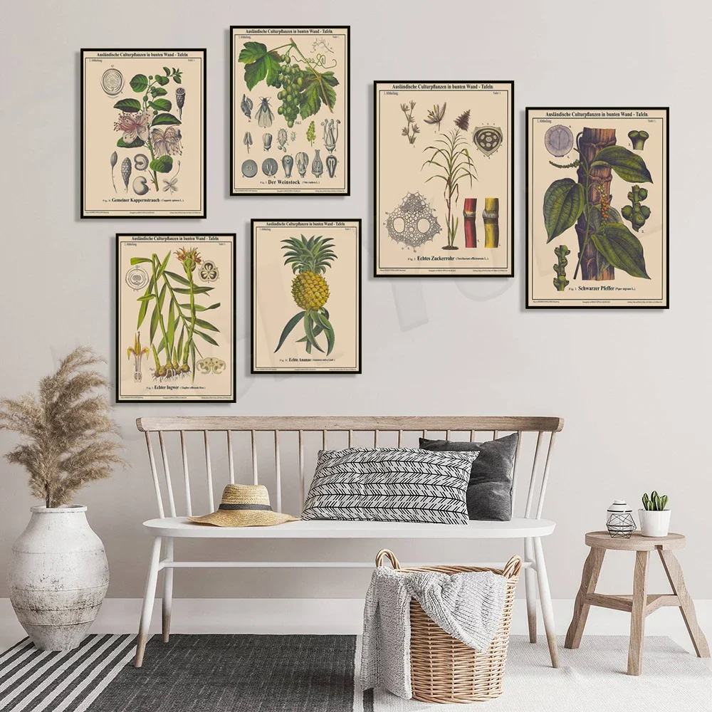 Sweet potato plant, walnut tree, laurel, pineapple, vine, tea tree plant, coffee plant, caper bush plant, ginger plant poster