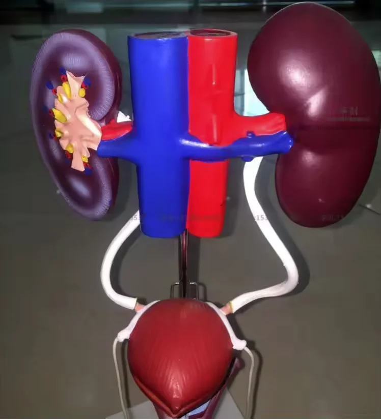 Female male medical man women human Visceral anatomy model medical Genitourinary system model  education training urinary system