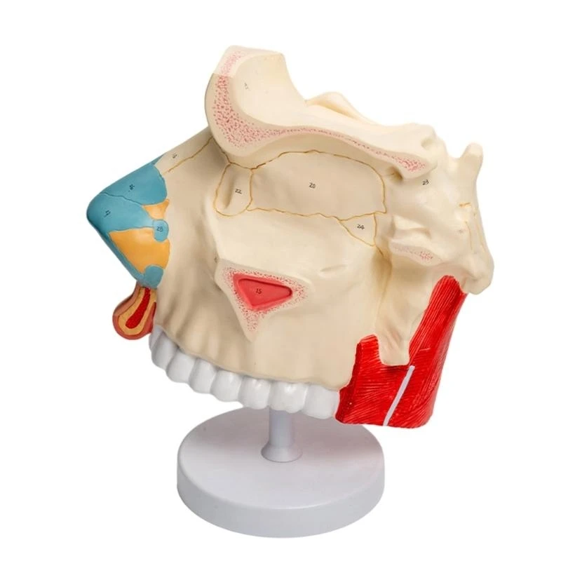 W89C 탈착식 부품을 가진 3 배의 수명 크기 해부학적 비강 모델