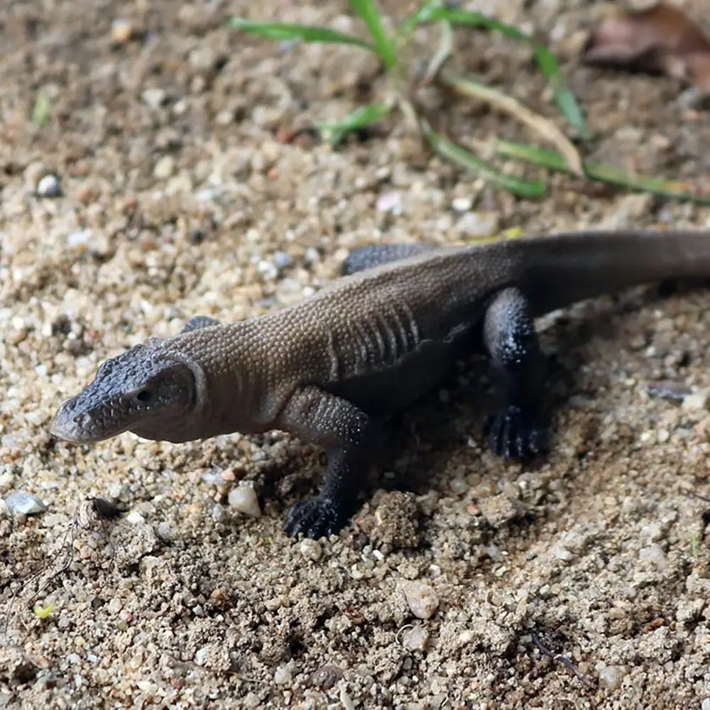 リアルな巨大なトカゲの置物,動物シミュレーション,教育玩具,komodoドラゴンモデル,動物園のシーン,自然の贈り物