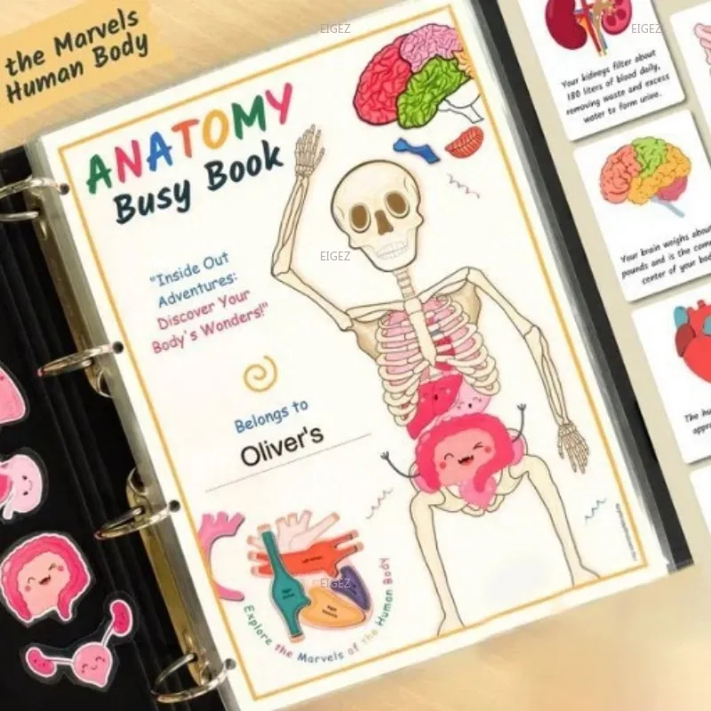 Human Anatomy Busy Book 4