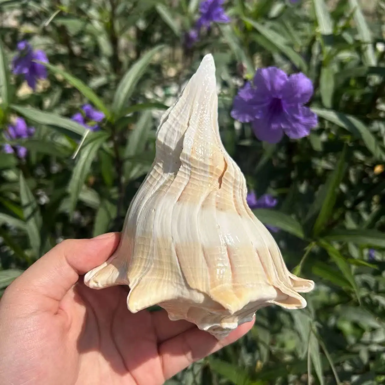 

Редкая левосторонняя раковина — центральная часть восточного средиземноморского аквариума, роскошное украшение для домашней коллекции, рождественский аквариум