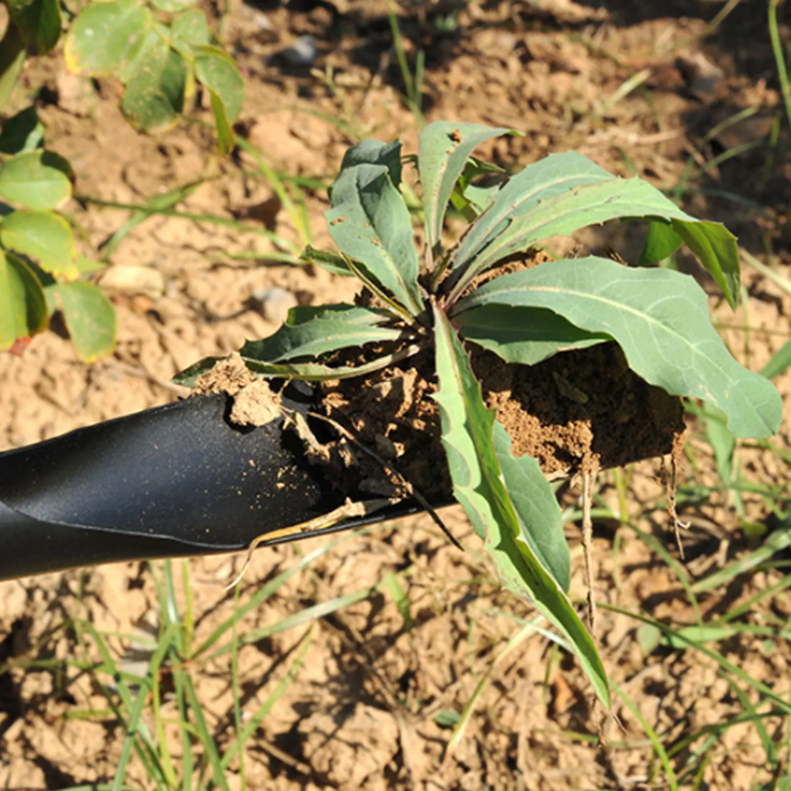 مجرفة صغيرة محمولة متعددة الأغراض ذات شكل محدب، مجرفة شفرة حادة لحفر وزراعة الأعشاب الضارة