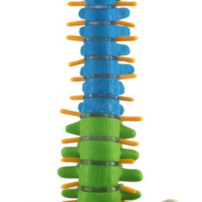 Modelo de columna vertebral con anatomía anatómica humana pélvica, recursos de enseñanza para estudiantes, 45Cm