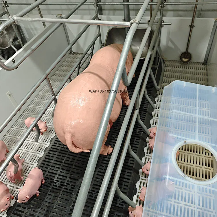 

Качественное оборудование для свиней, которое легко поддержать. Кровать для жестов свиньи. Ручки для жестов свинома в операциях разведения.