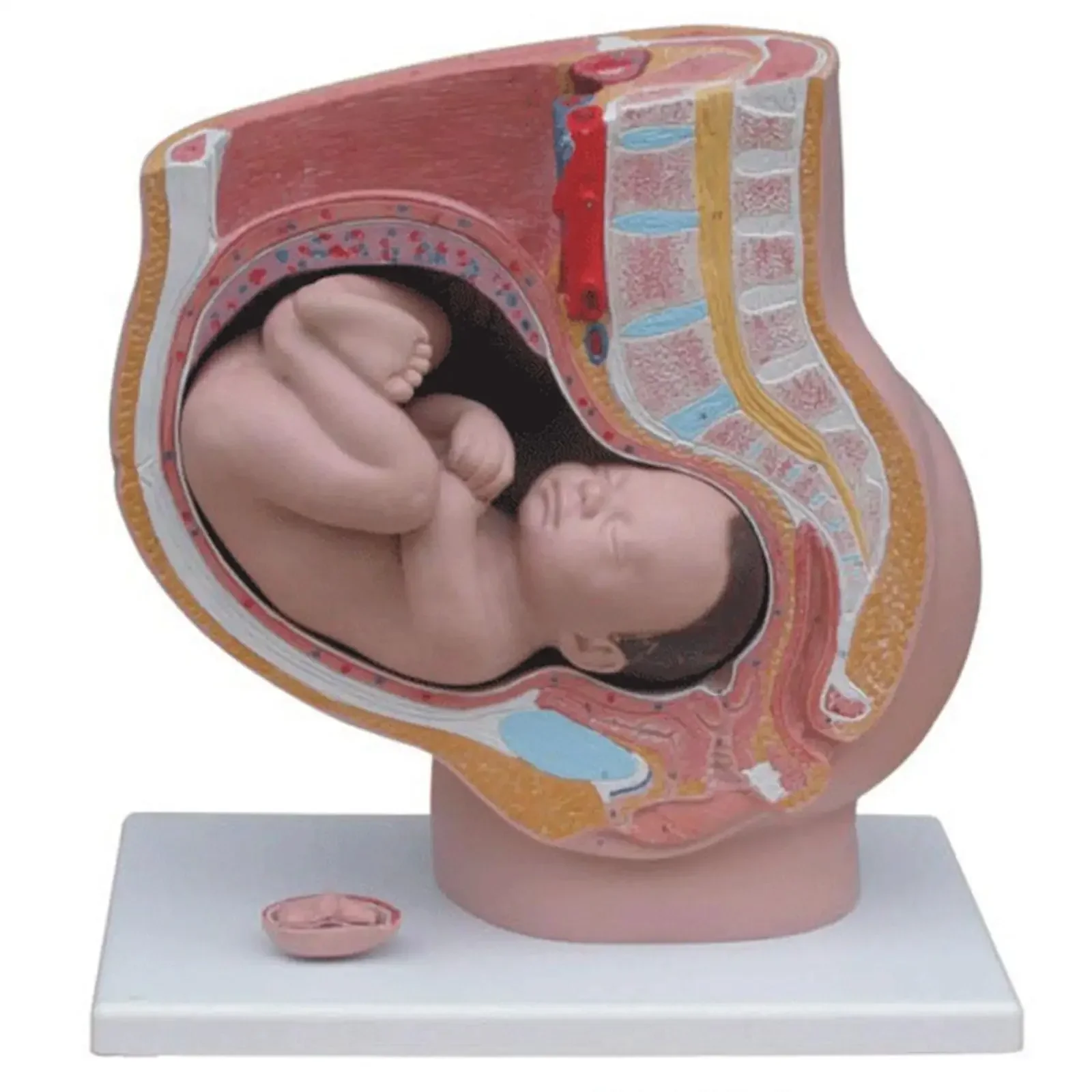

PVC Human Female Pelvic Section Pregnancy Anatomical Model Anatomy Fetus 40 Weeks