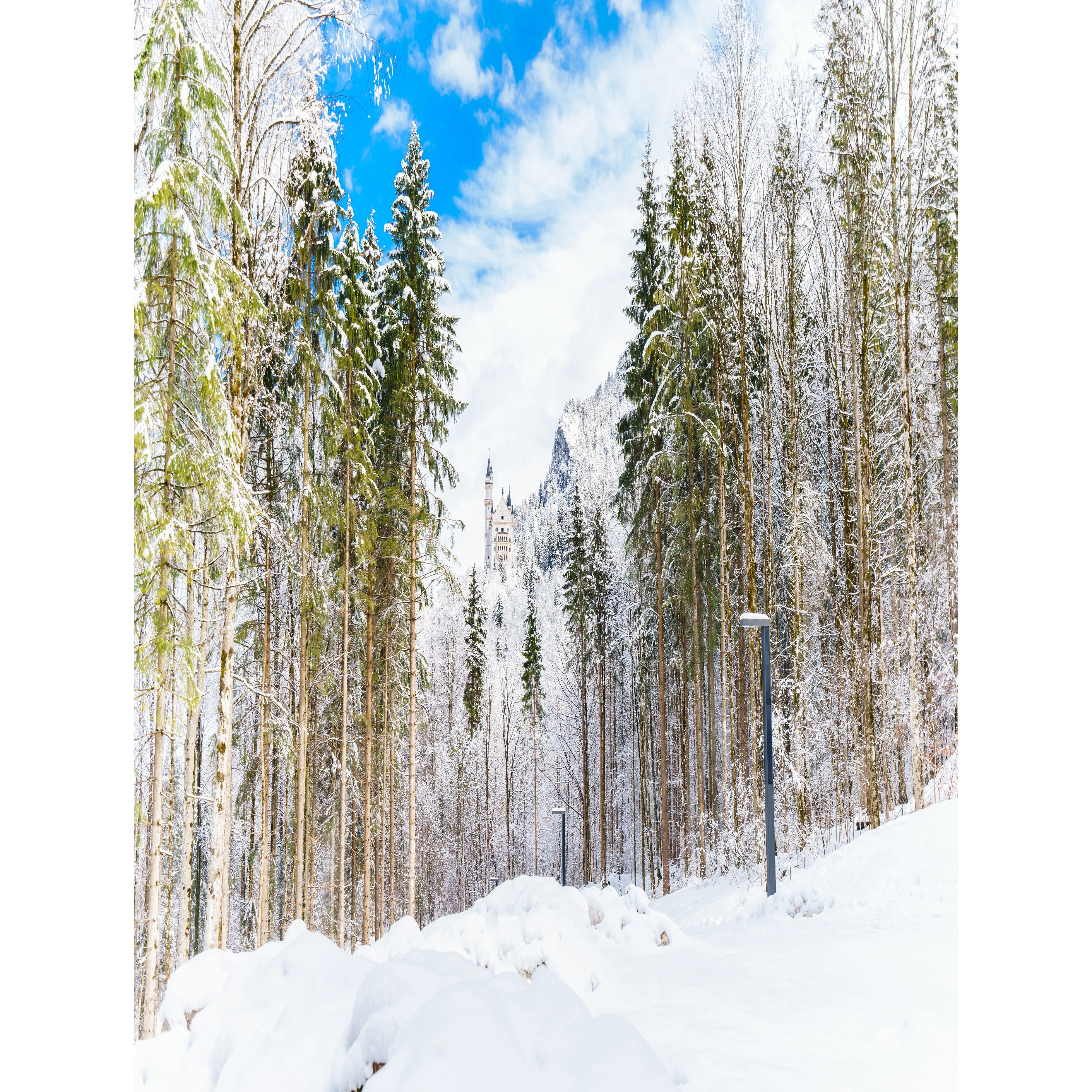 XD-13พื้นหลังรูปต้นไม้เกล็ดหิมะป่าหิมะสำหรับฤดูหนาวภาพพื้นหลังเบลอภาพภูมิทัศน์