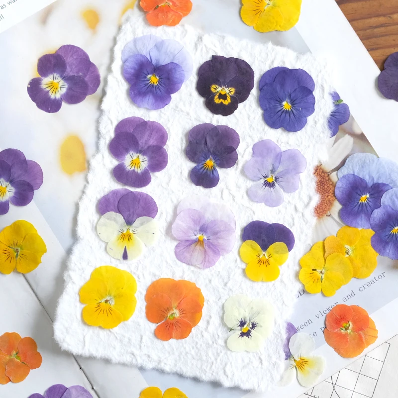 Nature Pansy Epoxy Plowers DIY حافظة الهاتف المحمول المرجعية بطاقة المعايدة ، زهرة مجففة تنقش بالتنقيط الغراء مجوهرات ، ماكياج البتلة ، 12 قطعة