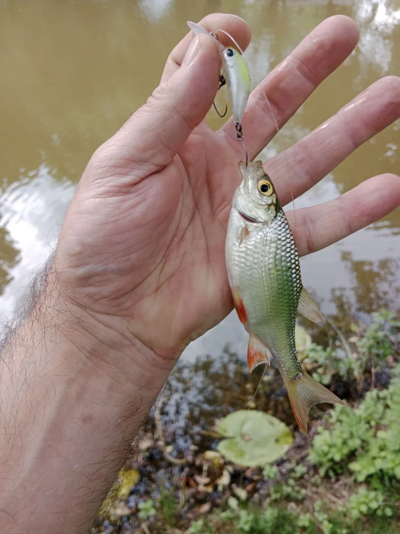 Kingdom Micro Expert Minnow-Köder, 1,7 g, 1,85 g, neues Design, künstliche Lippen-Wobbler aus Hartplastik, Wobbler zum Forellen-Barschangeln – Detail 5