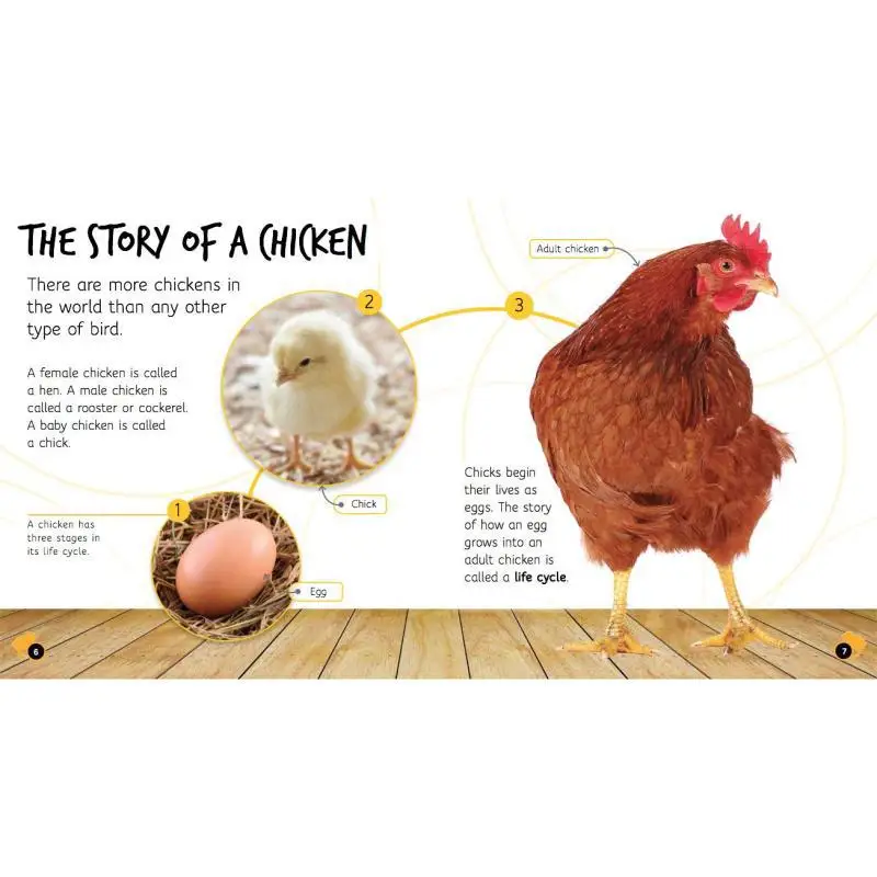 دورات الحياة البيض إلى الدجاج كاميلا دي لا بيدويري كيد للنشر 9781786036179 كتاب #4