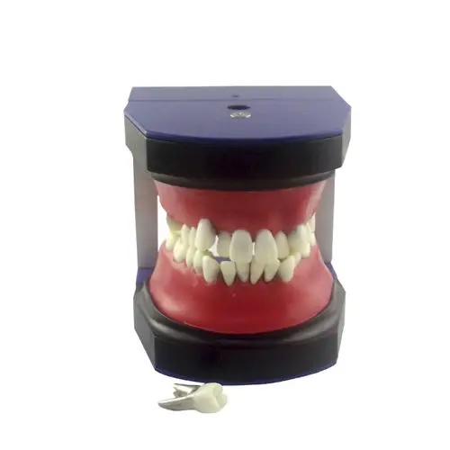 Hot Sell Orthodontic Plastic Dental Model of Teeth Orthodontic Training Model with Occlusal Wax Teeth Model for Teaching